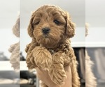 Puppy Peaches Cock-A-Poo