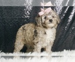 Puppy Luna AKC Poodle (Miniature)