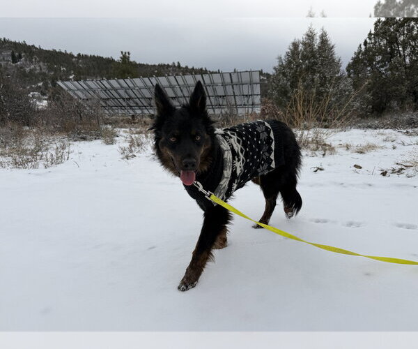 Medium Photo #8 Mutt Puppy For Sale in Chama, NM, USA