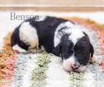 Puppy Benson Sheepadoodle