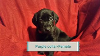 Bearded Collie-Labrador Retriever Mix Puppy for sale in BARABOO, WI, USA