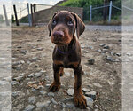 Small #5 Doberman Pinscher