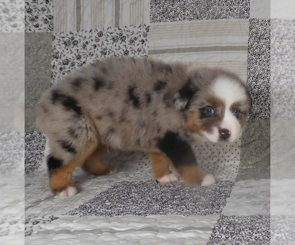 Medium Photo #25 Miniature Australian Shepherd Puppy For Sale in HARRISON, OH, USA
