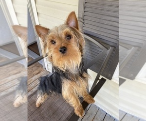 Yorkshire Terrier Puppy for sale in BETHLEHEM, GA, USA