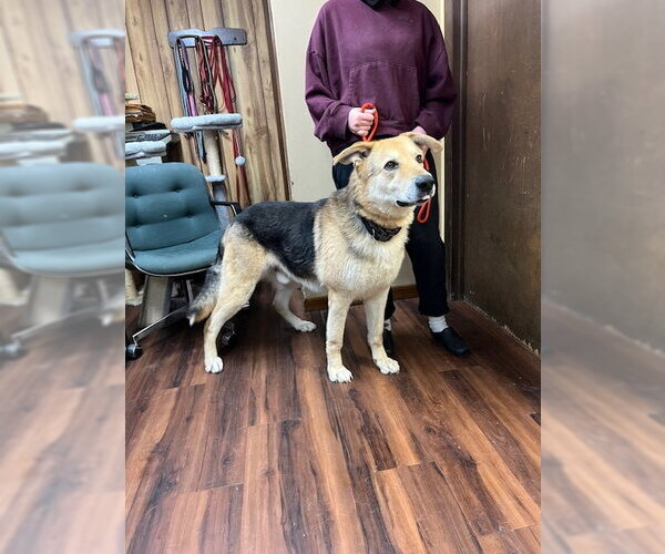 Medium Photo #9 Great Pyrenees-Unknown Mix Puppy For Sale in Mt. Laurel, NJ, USA