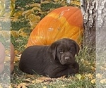 Puppy 2 Labrador Retriever