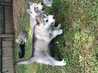 Puppy 1 Wolf Hybrid