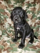 Small Photo #1 German Shorthaired Pointer-Golden Labrador Mix Puppy For Sale in AMES, IA, USA