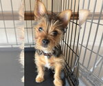 Small Pomeranian Mix
