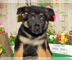 Small Photo #2 German Shepherd Dog Puppy For Sale in HAMMOND, IN, USA