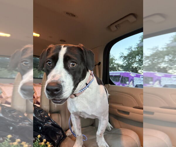 Medium Photo #4 Mutt Puppy For Sale in Mooresville, NC, USA