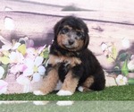Small Photo #1 Aussie-Poo Puppy For Sale in MARIETTA, GA, USA