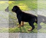 Small Photo #8 Rottweiler Puppy For Sale in LOUISVILLE, KY, USA