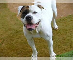 American Bulldog-Unknown Mix Dogs for adoption in Tallahassee, FL, USA