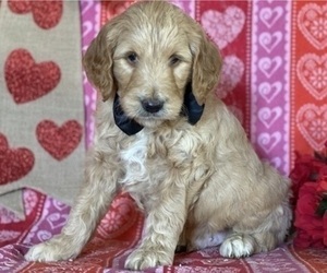 Goldendoodle Puppy for sale in LANCASTER, PA, USA