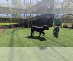 Small #7 America Bandogge Mastiff