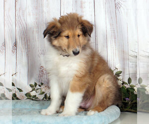 Collie Puppy for sale in PENNS CREEK, PA, USA