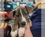 Small #17 Mutt