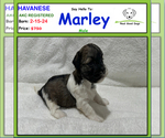 Image preview for Ad Listing. Nickname: Marley