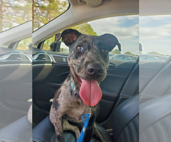 Medium Photo #6 Catahoula Leopard Dog-Unknown Mix Puppy For Sale in Sanford, FL, USA