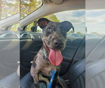 Small #5 Catahoula Leopard Dog Mix
