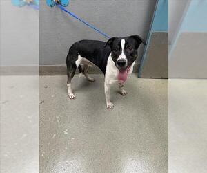 Medium American Pit Bull Terrier Mix
