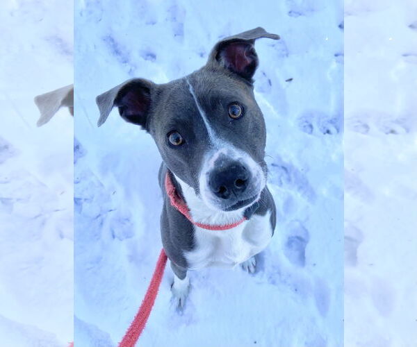 Medium Photo #9 Mutt Puppy For Sale in Rockaway, NJ, USA