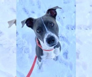 Blue Steele - Male Mutt Dog for Adoption - Photo #9