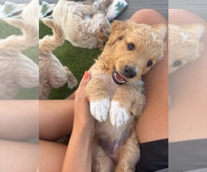 Goldendoodle Puppy for Sale in PLATTEVILLE, Colorado USA