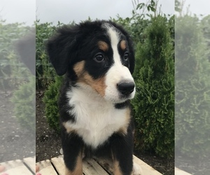 Bernese Mountain Dog Puppy for sale in GOSHEN, IN, USA