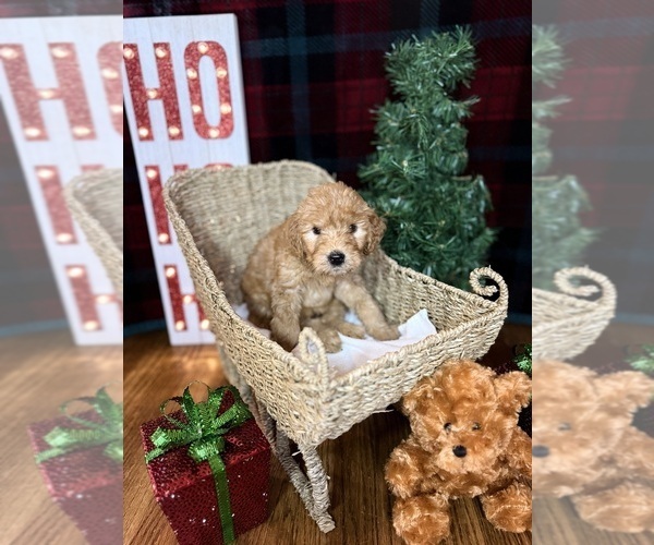 Medium Photo #21 Goldendoodle Puppy For Sale in OXFORD, GA, USA