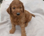 Puppy Zelda Irish Doodle