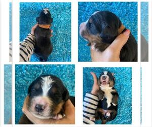 Bernese Mountain Dog Puppy for sale in THOMPSONVILLE, MI, USA