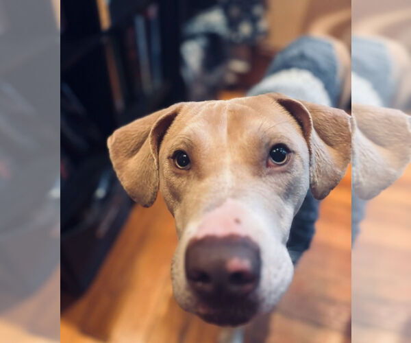 Medium Photo #4 Mutt Puppy For Sale in Oak Bluffs, MA, USA