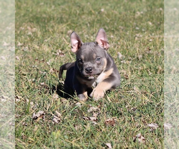 Medium Photo #5 American Bully Puppy For Sale in BILLINGS, MO, USA