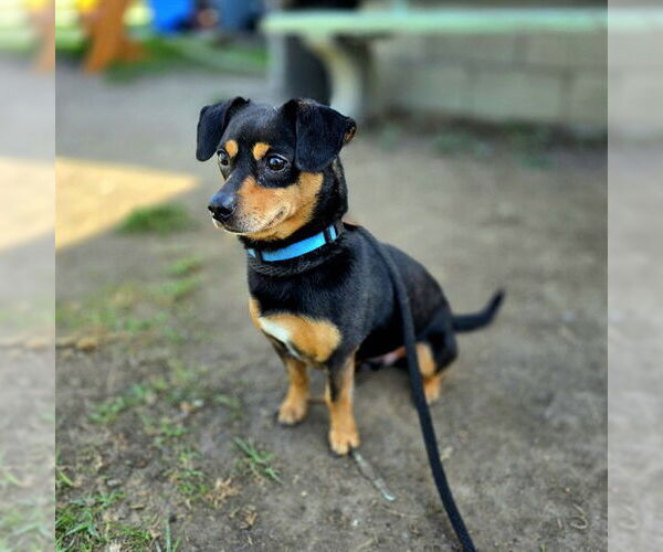 Medium Photo #1 Chiweenie Puppy For Sale in Long Beach, CA, USA