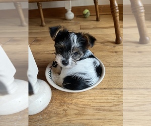 Yorkshire Terrier Puppy for sale in PORT CRANE, NY, USA