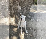 Small #1 Akita Mix