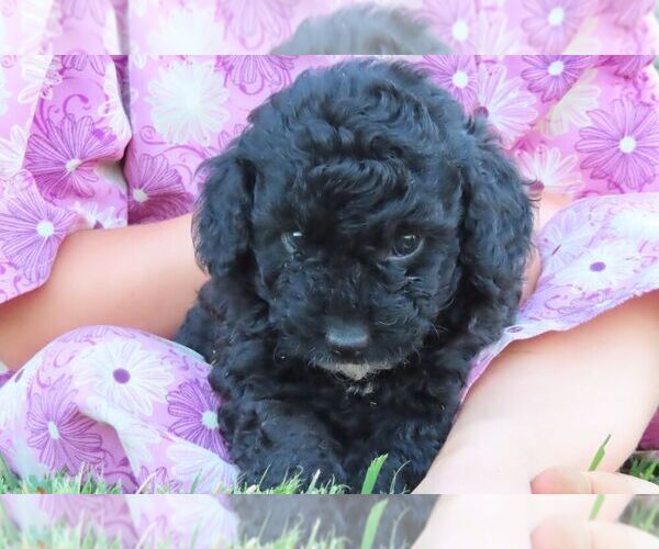Medium Photo #2 Poodle (Miniature) Puppy For Sale in MEMPHIS, MO, USA