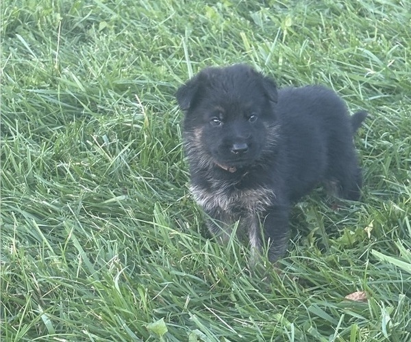 Medium Photo #1 German Shepherd Dog Puppy For Sale in SUMPTER TWP, MI, USA
