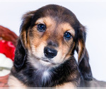 Small Photo #18 Dachshund Puppy For Sale in WAKARUSA, IN, USA