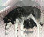 Small Photo #3 Siberian Husky Puppy For Sale in WILDOMAR, CA, USA