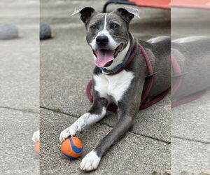 Mutt Dogs for adoption in Rockaway, NJ, USA