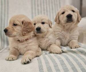 Golden Retriever Puppy for sale in SACRAMENTO, CA, USA
