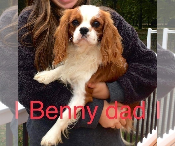 Medium Photo #1 Cavapoo (Miniature) Puppy For Sale in WAUSEON, OH, USA