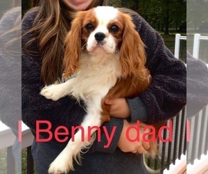 Father of the Cavapoo (Miniature) puppies born on 05/24/2026