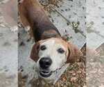 Small #4 Beagle Mix