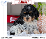 Puppy Bandit Cockapoo (Miniature)