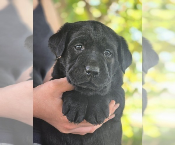 Medium Photo #6 Labrador Retriever Puppy For Sale in BROWNS VALLEY, CA, USA