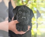 Small #1 Labrador Retriever